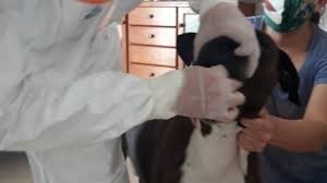 Investigadores afirman que animales pueden adquirir el coronavirus pero no lo transmiten a humanos | Actualidad