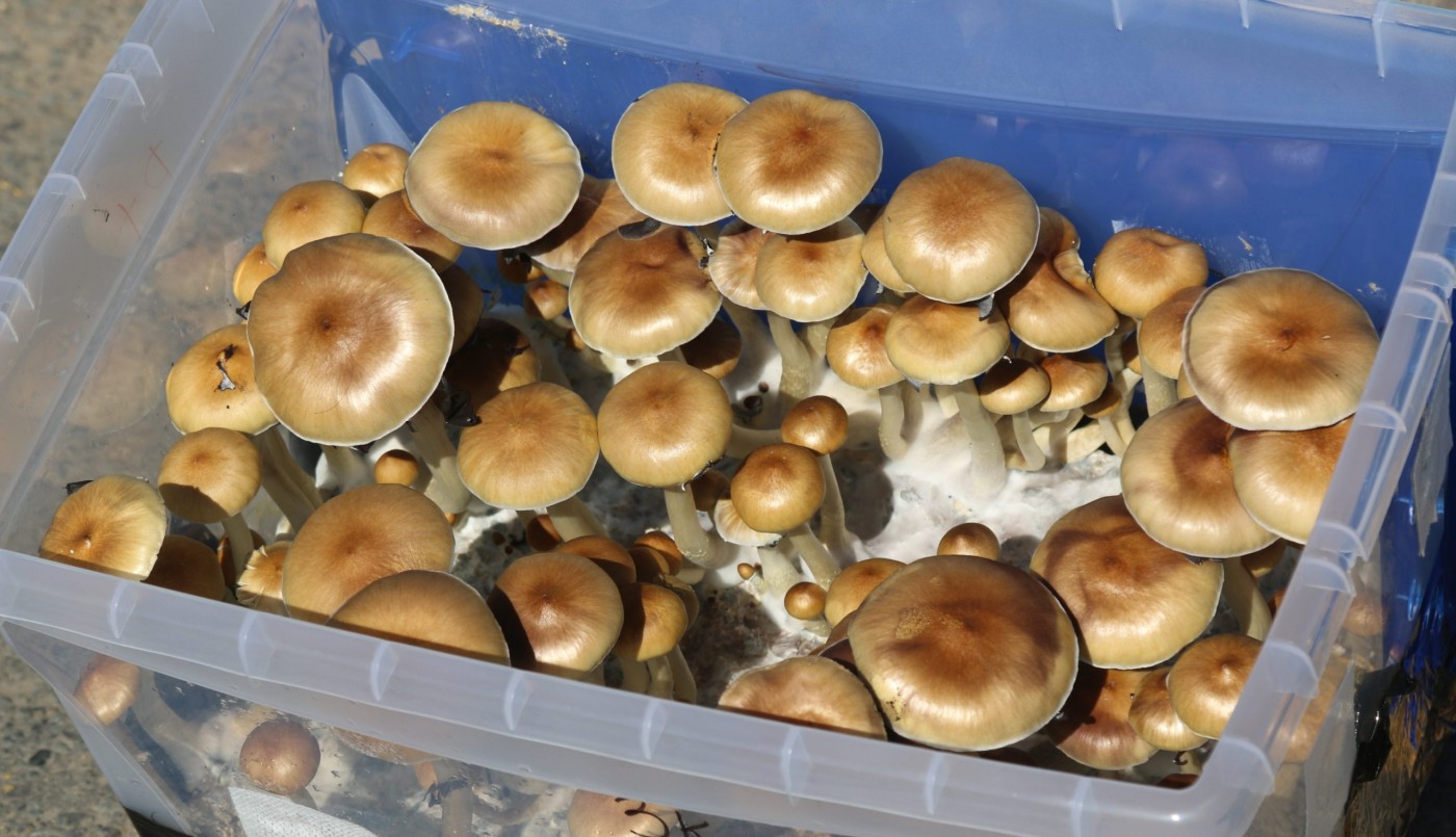 Se inyectó una infusión de hongos alucinógenos y empezaron a crecerle dentro del cuerpo | Internacionales