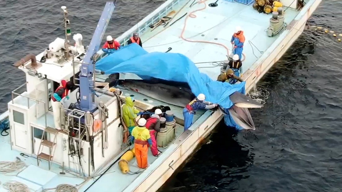 "Los pescadores se reían": ahogaron y mataron a una ballena a la que tuvieron 20 minutos bajo el agua | Internacionales