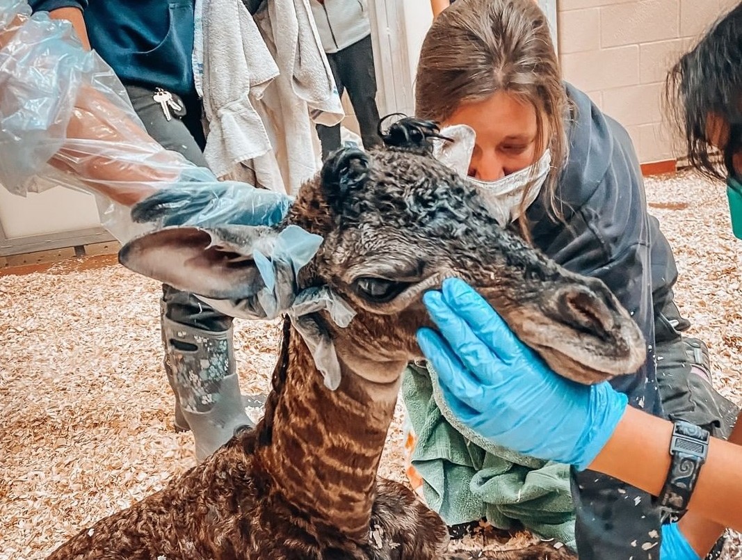 Tristeza: jirafa recién nacida murió en un zoológico tras ser pisada por su madre | Internacionales