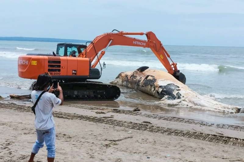 Video: hallaron en la playa el cadáver de una ballena poco común y la enterraron | Clima, naturaleza y medio ambiente