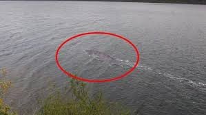 ¿Misterio resuelto?: un científico asegura que descubrió que animal es el monstruo del lago Ness | Internacionales
