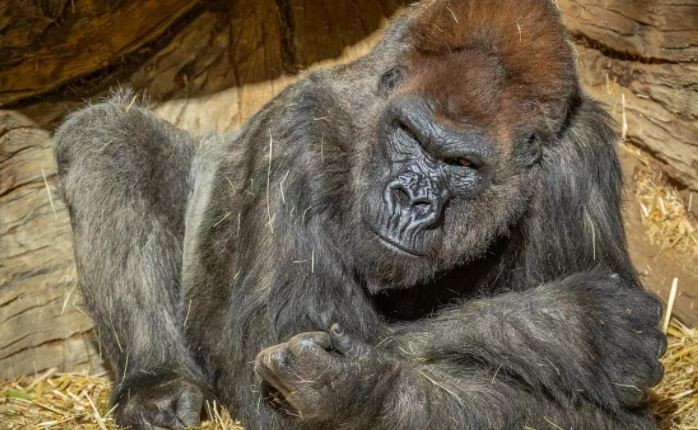 Gorila superó un cuadro grave de coronavirus tras un tratamiento de anticuerpos sintéticos | Clima, naturaleza y medio ambiente