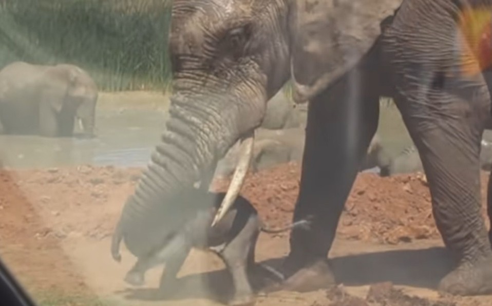 Video: el terrible momento en que un elefante revolea por el aire a su cría | Curiosidades