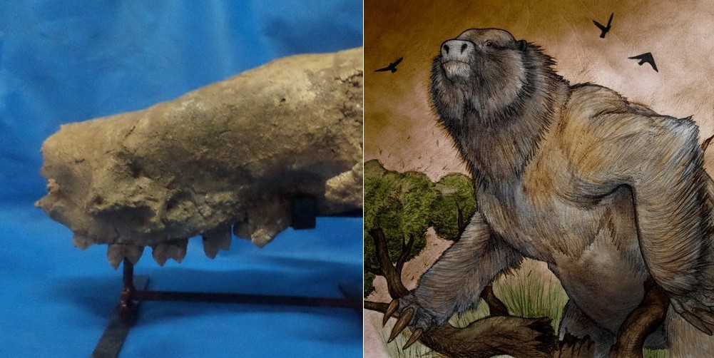 Miramar: hallaron restos de una especie de perezoso gigante de hace 3,5 millones de años | Actualidad