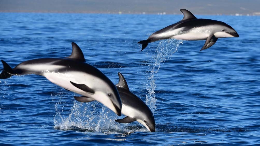 El "show de los delfines" en Puerto Madryn | Vacaciones | Verano 2021