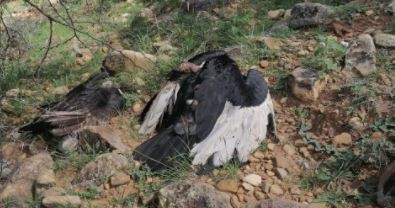 Biocidio en Bolivia: Investigarán el presunto envenenamiento de 35 cóndores | Clima, naturaleza y medio ambiente