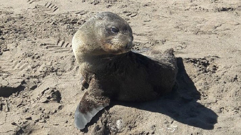 ¿Cómo actuar si se encuentra a un lobo marino en la playa? | Clima, naturaleza y medio ambiente