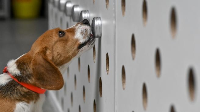 Seúl hará el test del coronavirus a gatos y perros domésticos con síntomas | Internacionales