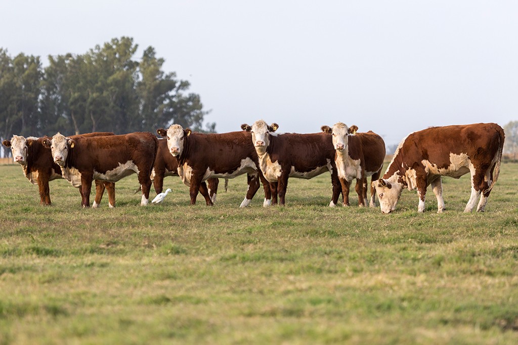 Participaba en un remate de hacienda y descubrió que le vendían sus propias vacas | Actualidad
