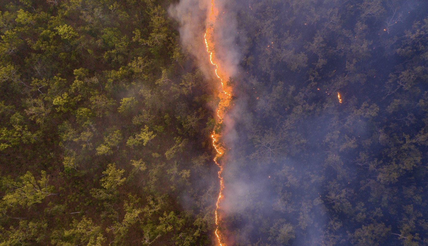 La imagen por la que lo premiaron como "Fotógrafo de vida silvestre del año" | Internacionales