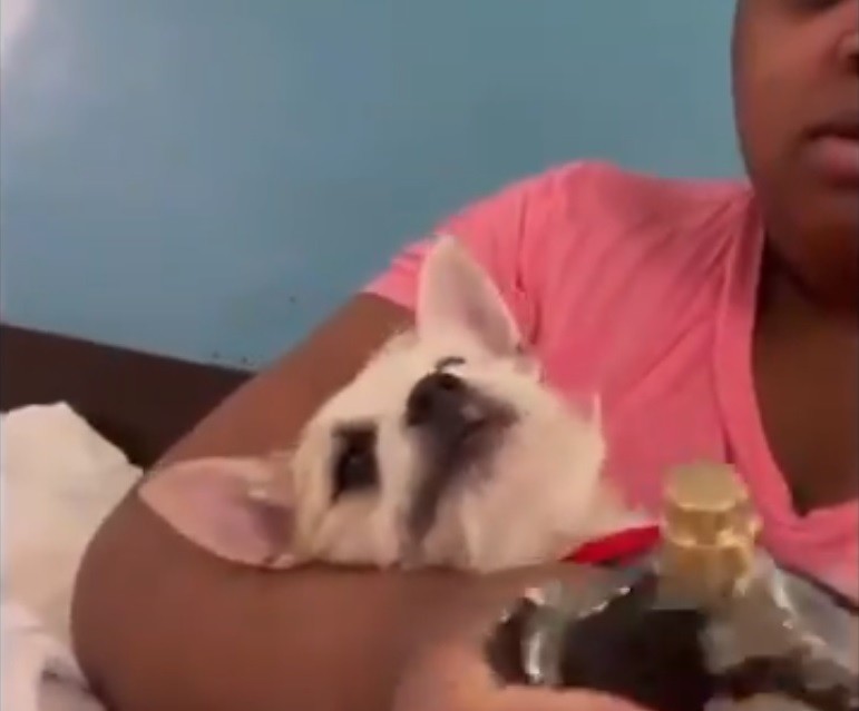 Inflencer detenida: para ganar popularidad, maltrataba a su perro y sus seguidores la denunciaron | Internacionales