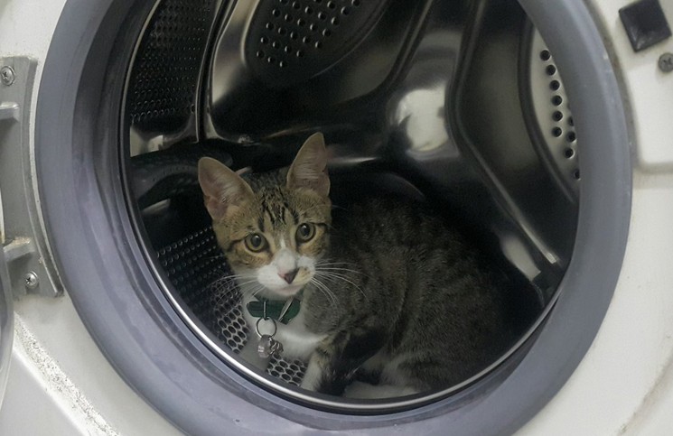 La condenaron a 6 meses de prisión por matar a su gato metiéndolo en el lavarropas | Internacionales