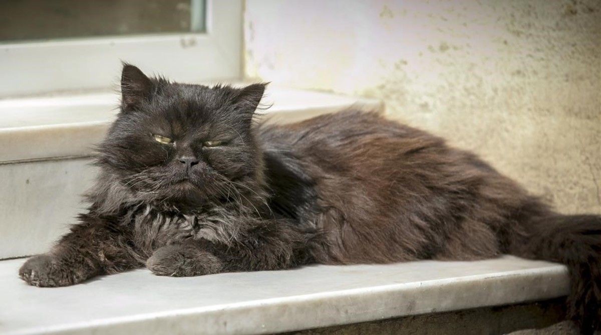 Internados: una familia y si mascota se contagiaron coronavirus | Internacionales