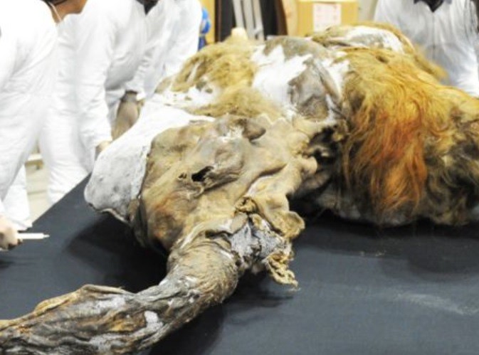 Secuenciaron ADN de hace más de un millón de años | Internacionales