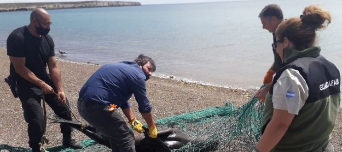 Pescadores matan a palazos a un lobo marino atrapado en una red en Península Valdés | Actualidad