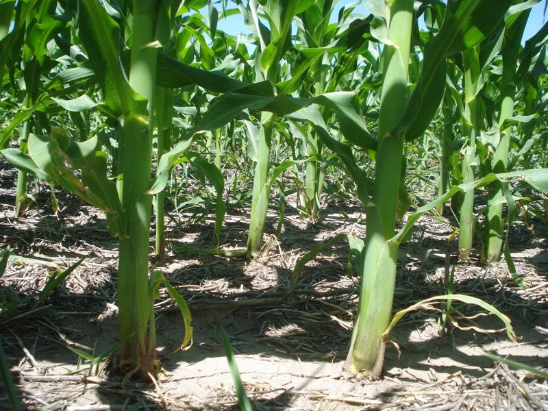 Descubren un mecanismo de control del crecimiento en altura de las plantas | Clima, naturaleza y medio ambiente