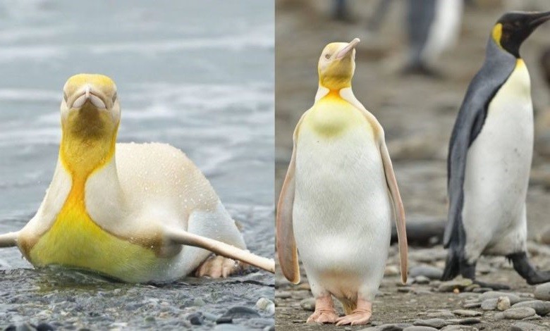 Fotografiaron a un raro ejemplar de pingüino rey: "Ganamos la lotería de la naturaleza" | Internacionales