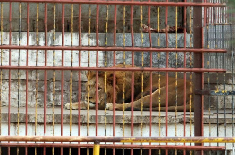 Autorizan el traslado a Estados Unidos de dos tigres y tres leones de Santiago del Estero | Actualidad
