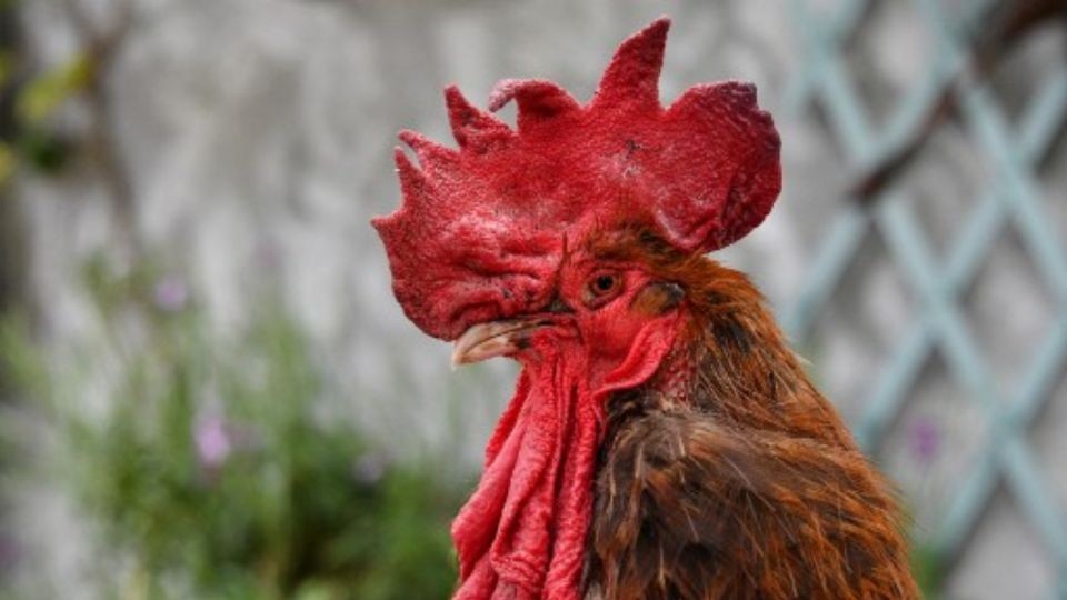 Recibió una multa de $ 40 mil por los ruidos que hace su gallo | Actualidad
