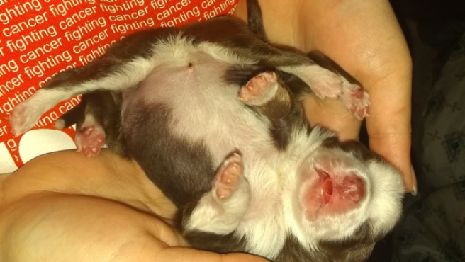 Video: la perrita que nació con 6 patas, 2 colas y 2 aparatos reproductores | Curiosidades