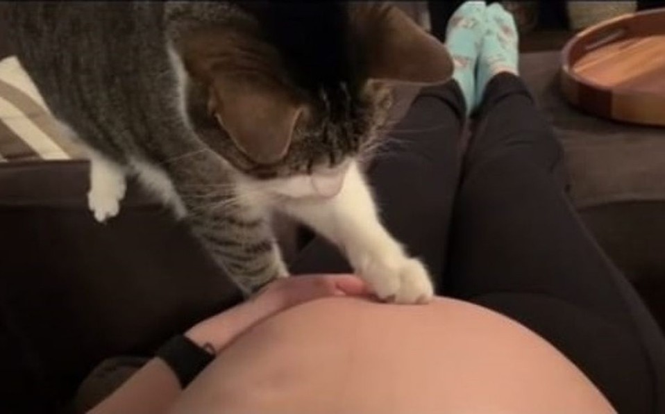 Video de TikTok: la reacción de un gatito al darse cuenta que su dueña está embarazada | Curiosidades