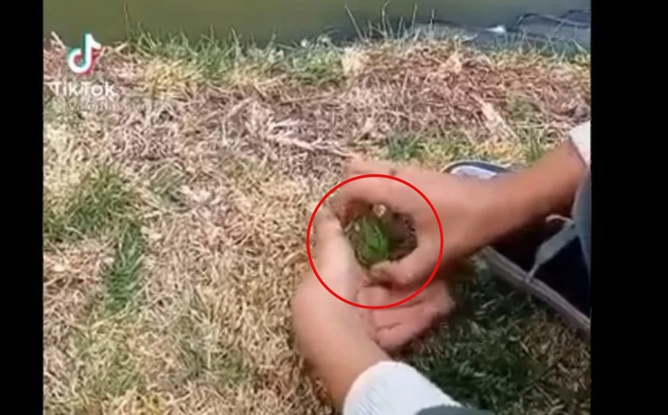 Video de TikTok: un nene deja una pequeña rana en el agua y un pato se la devora de un bocado | Curiosidades