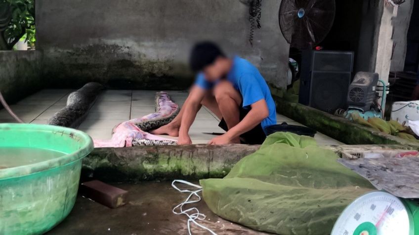 Inflan con aire comprimido a pitones hasta matarlas para vender su piel exótica a grandes casas de moda | Internacionales