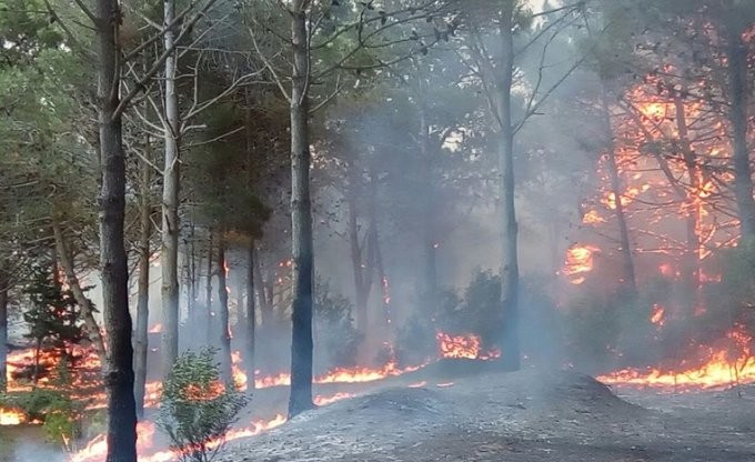 Fuego en el bosque de Cariló: unos 70 bomberos trabajan para apagarlo | Actualidad
