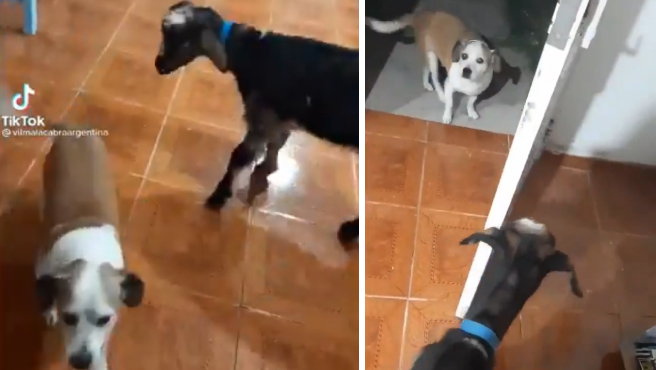 Videos: la historia de "Vilma", la cabra tiktoker y sus peleas con el perro "Vaca" | Curiosidades