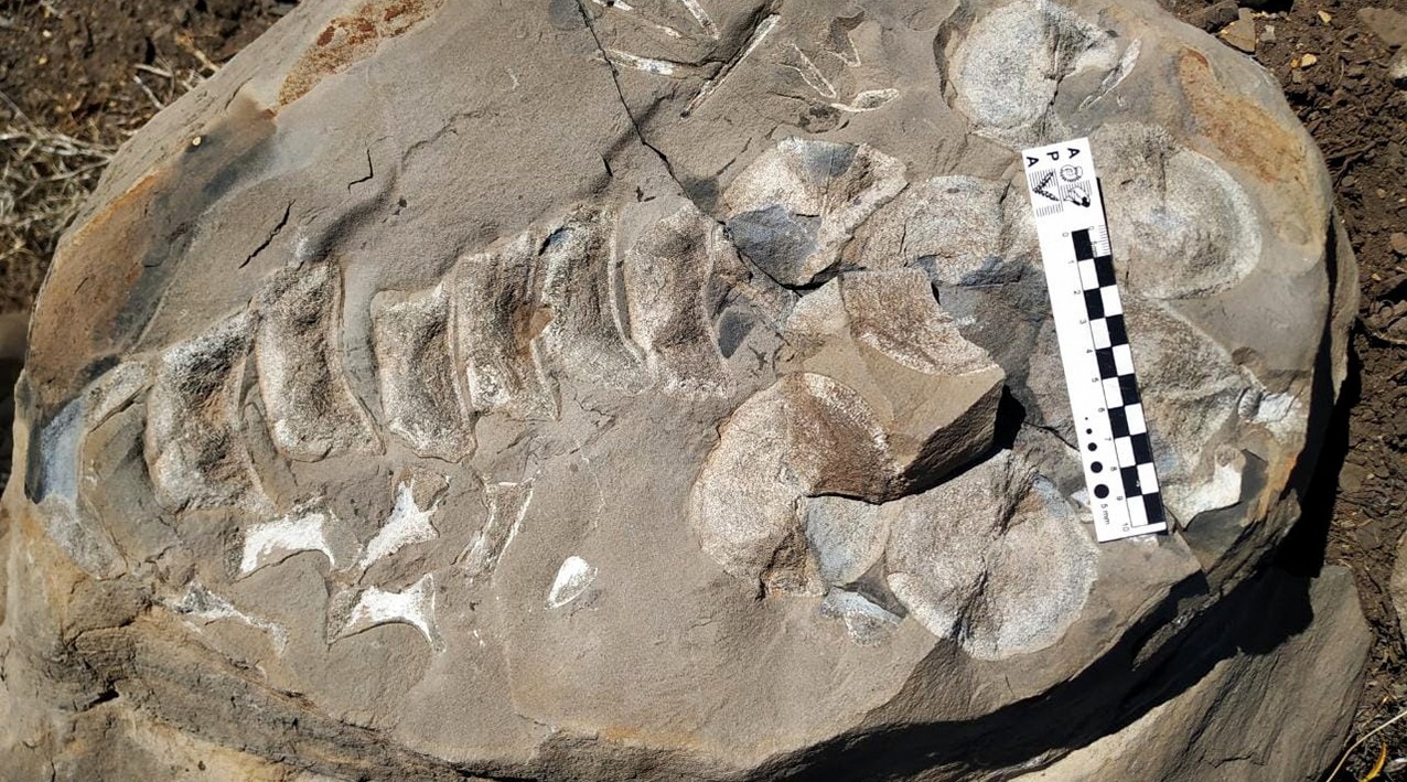 Neuquén: rescatan fósiles de un reptil marino de 140 millones de años de antigüedad | Actualidad