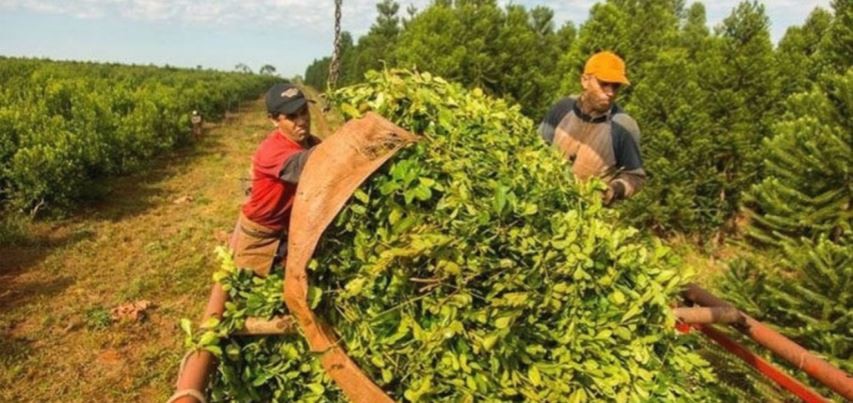 La Argentina será el primer país en exportar yerba a la India | Actualidad