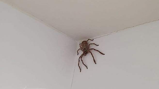 Una mujer se fue a bañar y encontró una araña cazadora | Internacionales