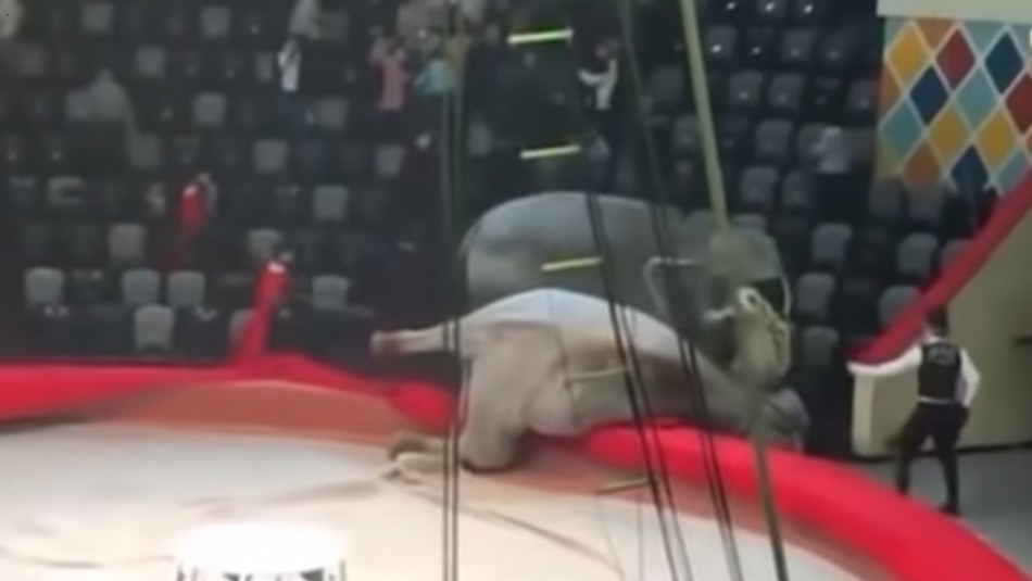 Video: dos elefantes se pelean en plena función de un circo | Internacionales