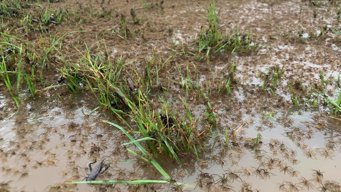 Videos: invasión de arañas en Australia por inundaciones | Internacionales