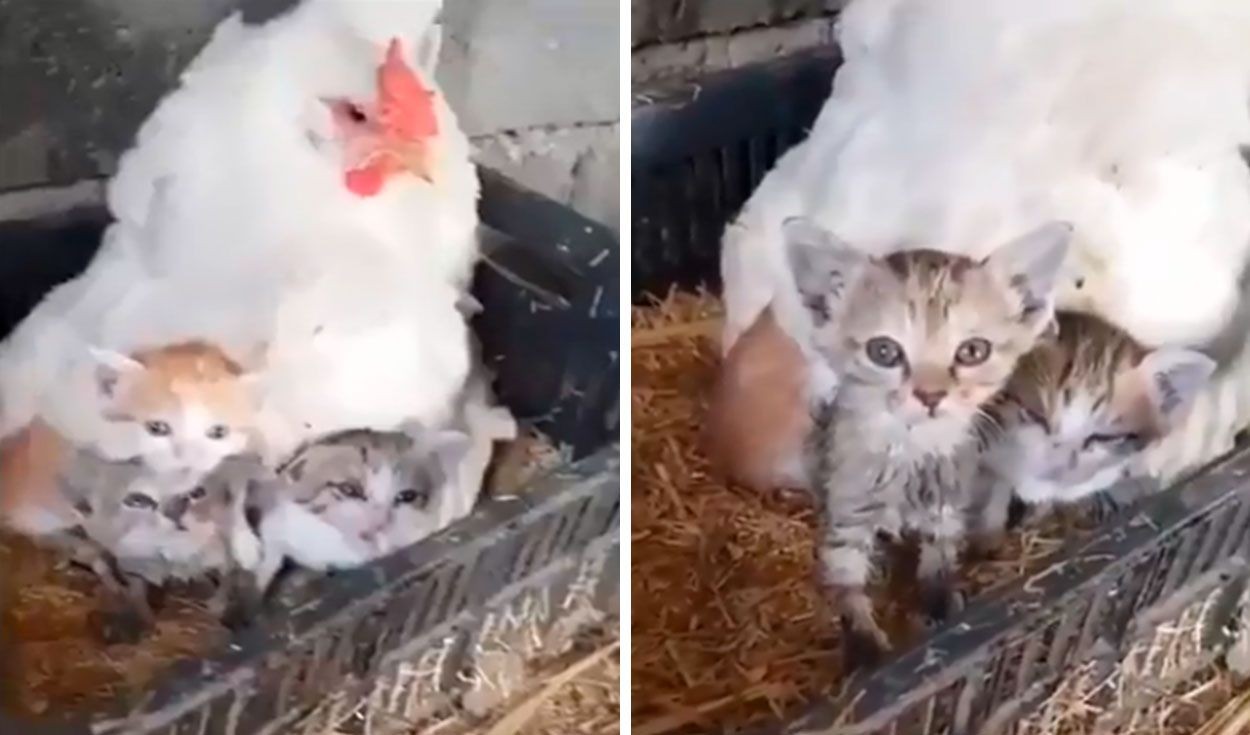 Video: la gallina que adoptó tres gatitos como si fueran sus pollitos | Curiosidades
