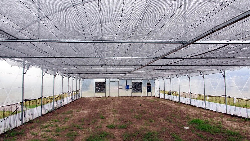 General La Madrid es el primer municipio del país autorizado a cultivar cannabis medicinal | Actualidad