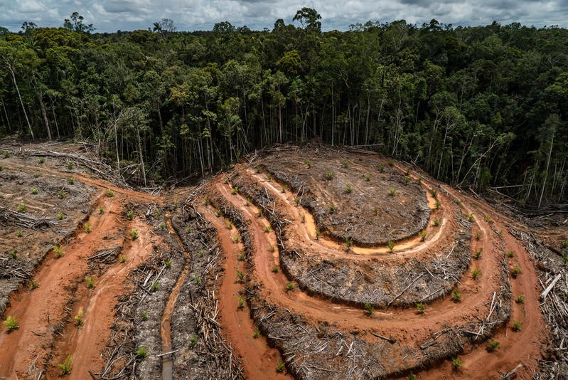 La voracidad de los países ricos es el motor de la deforestación tropical, según estudio | Clima, naturaleza y medio ambiente