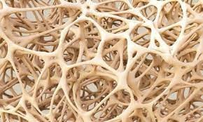 Logran la recuperación locomotora tras una lesión completa de médula espinal en modelos animales | Actualidad