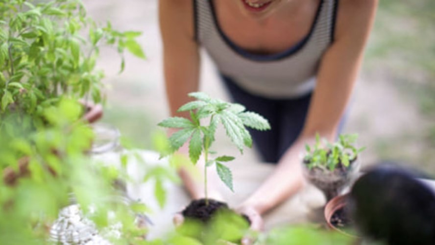 Cannabis: activistas convocaron a marcha en contra de los allanamientos | Actualidad
