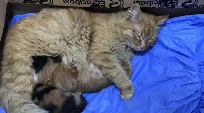 Video: una gata llevó sola a sus crías a una veterinaria porque no podían abrir los ojos | Curiosidades