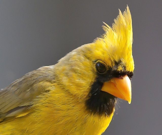Liberan cardenales amarillos rescatados del tráfico ilegal en el sur bonaerense | Actualidad