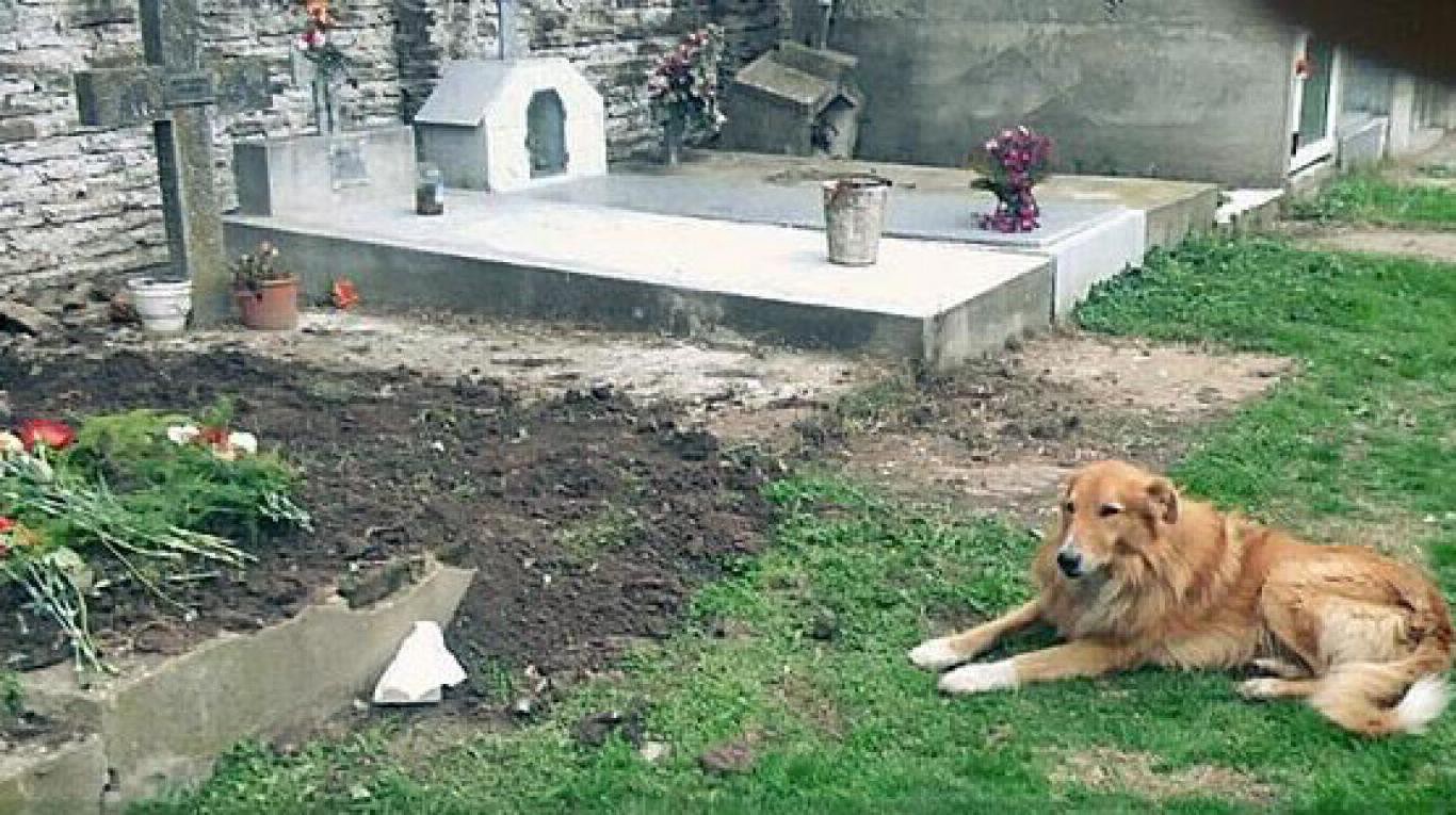 El perro más fiel del mundo: "Firulai", hace una semana que vive junto a la tumba de sus dueños | Actualidad