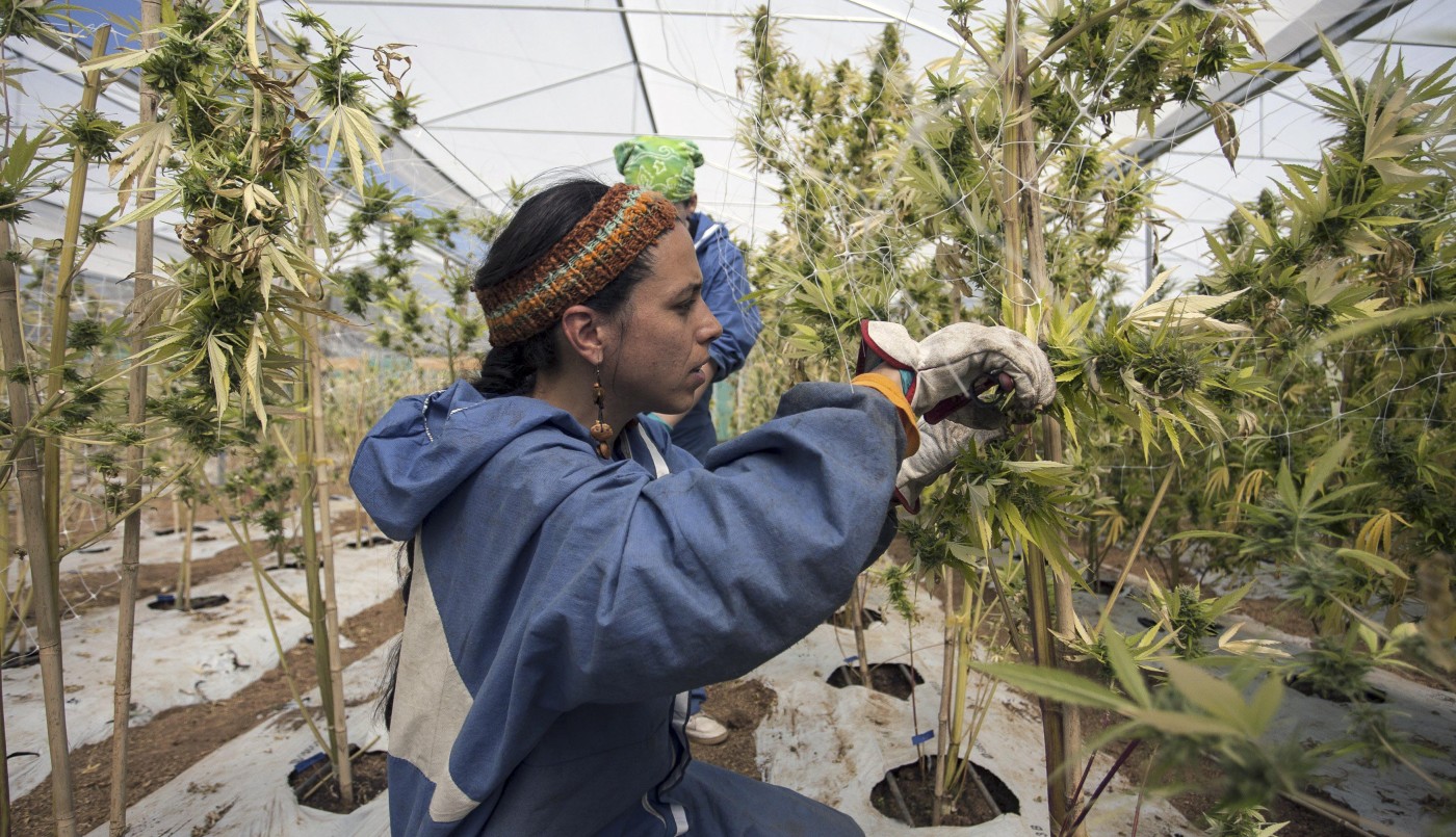 Avanza la iniciativa sobre regulación del uso medicinal de cannabis | Actualidad