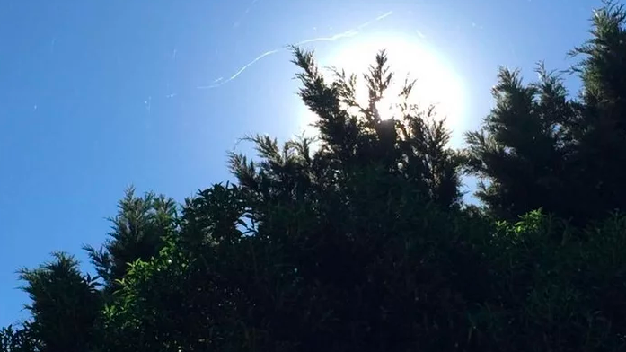 Video: la impresionante "lluvia" de arañas que sorprendió a Mar del Plata | Actualidad