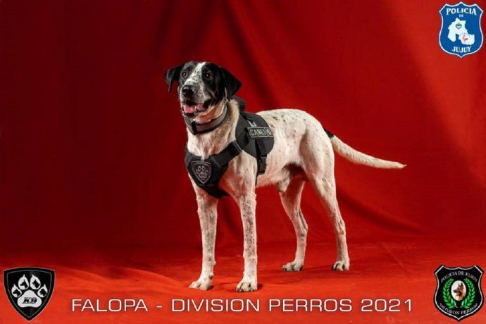 Jujuy presentó sus perros de policía: uno se llama "Falopa" | Actualidad