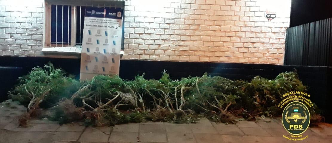 Electrificó un cerco para cuidar sus plantas de marihuana y murió | Actualidad