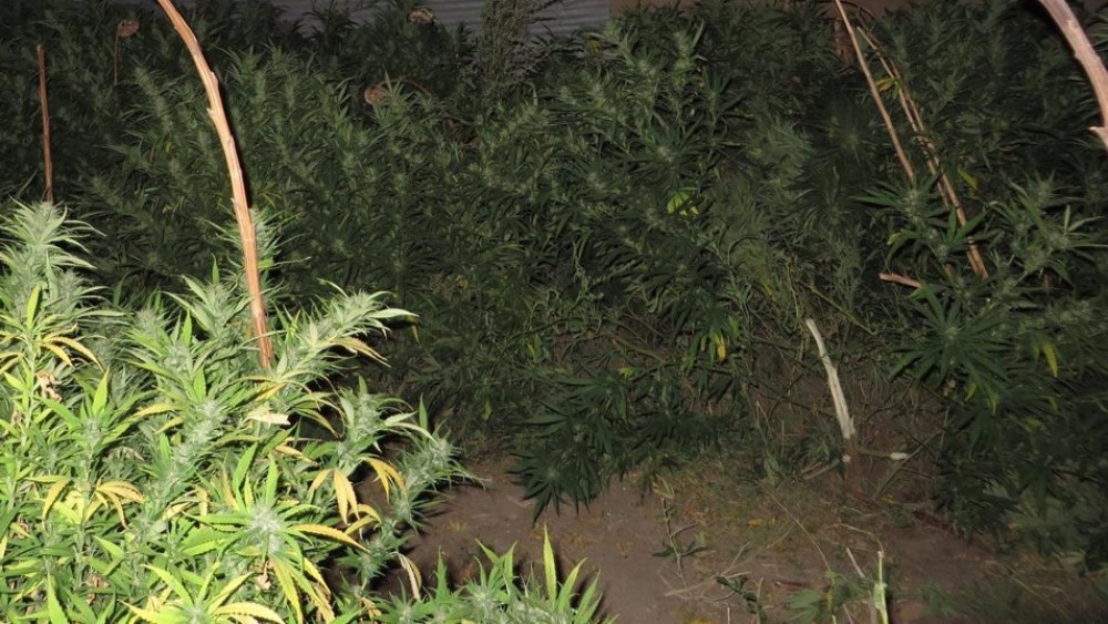 Muere un hombre al tocar un cerco electrificado con el que protegía plantas de marihuana | Actualidad