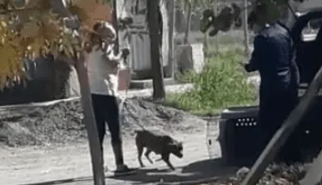 Pitbull atacó a una nena, se lo llevó la Policía y a las pocas horas se lo devolvieron a la dueña: "Va a matar a alguien" | Actualidad