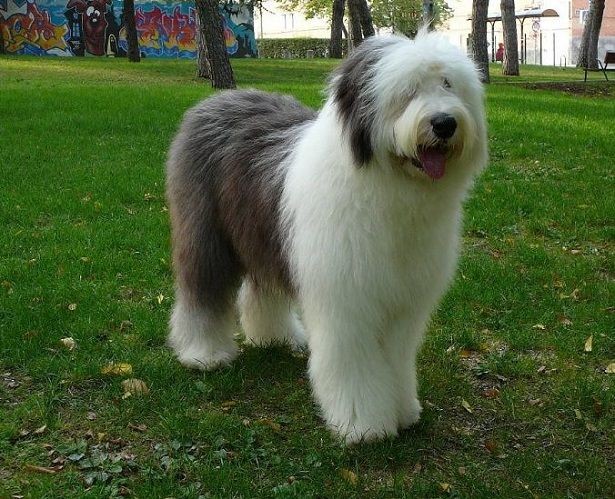 Reino Unido: el pastor inglés está en peligro de extinción | Internacionales